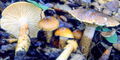 Hygrophorus dichrous